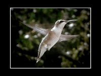 Hummingbird nature print